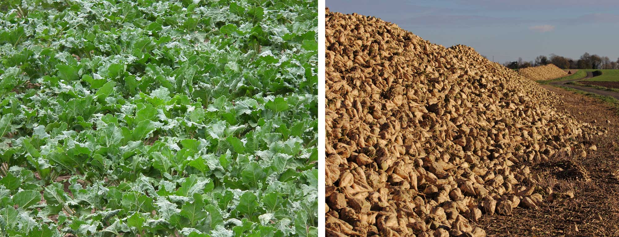 2-panel image of sugar beets. Panel 1: Photograph of a field of sugar beets, showing their large green leaves. Panel 2: Photograph of piles of brown sugar beet roots. 