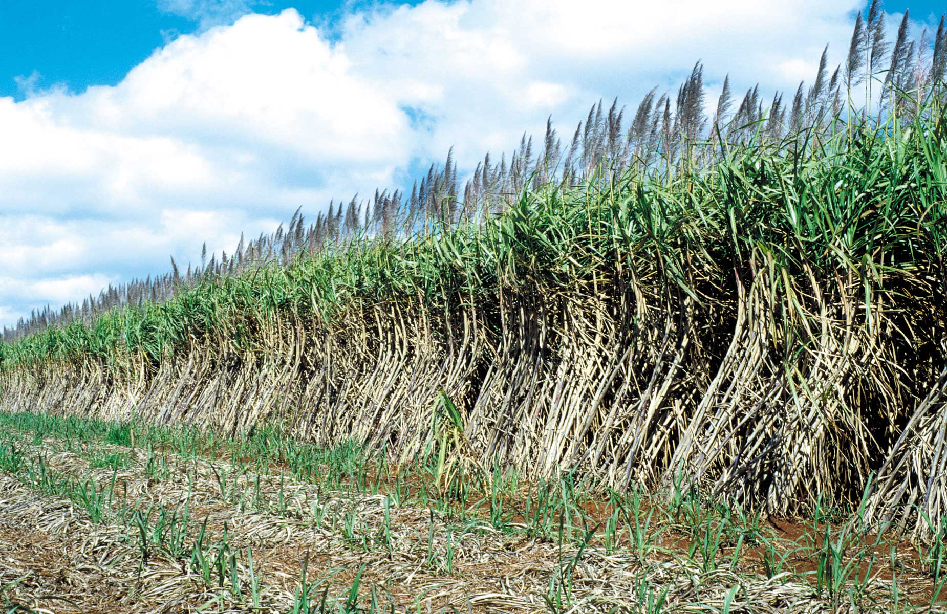 Photograph of a sugarcane field in Queensland, Australia. The photo shows a row of sugarcane plants running from left background to right foreground. A harvested area of the field is in front of them.