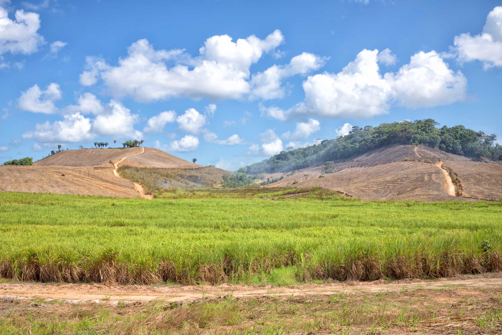 Photograph of a field of sugarcane in Brazil. The photo shows a field of tall sugarcane with green leaves on a flat plain with two hills rising in the background. One of the hills is mostly denuded, whereas the other is partially forested.