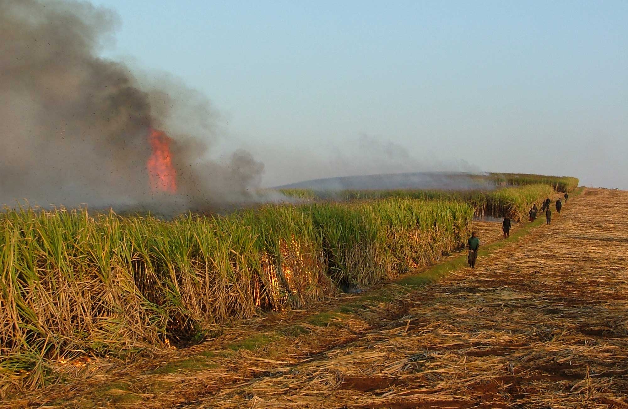 Photograph of a field of sugarcane being burnt in South Africa. The photo shows a field, one half with standing sugarcane, the other half already harvested. Flames and smoke can be seen emerging from the field of sugarcane in the background. A row of people stand next to the field.
