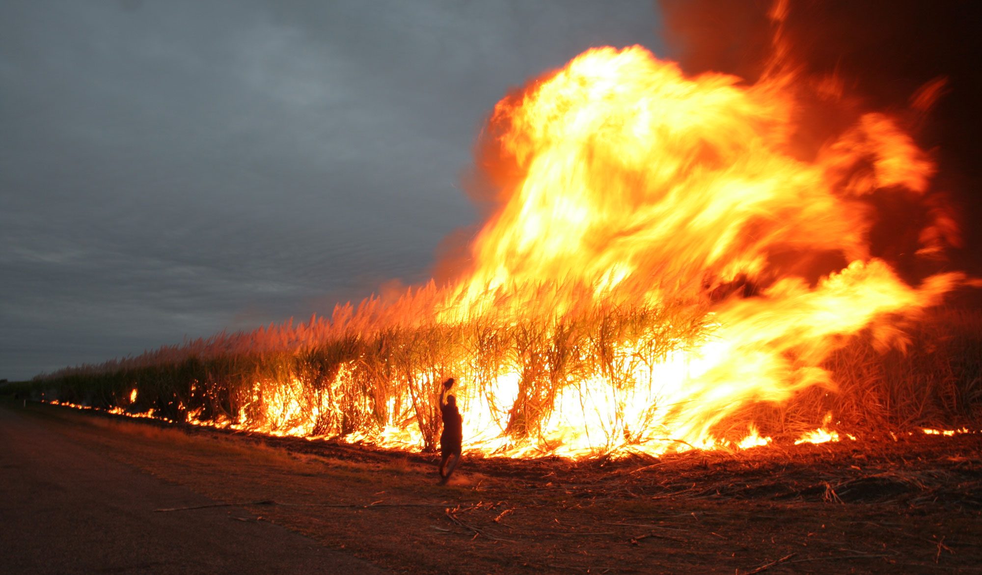 Photograph of a field of sugarcane being burned, apparently at dusk. The photo shows tall flames towering above a burning field of sugarcane. The silhouette of a person can be seen in front of the burning field. The person is standing and raising something, perhaps a hat, above their head.