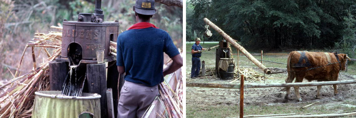 2-panel image showing photographs of sugarcane grinding in Florida, 1980s to 1990s. Panel 1: A man feeding sugarcane stalks into a manual grinder. Sugarcane juice can be seen pouring into a barrel in front of the grinder. Panel 2: g in Florida. Panel 1: A man feeding sugarcane stalks into a manual grinder. In this image, a large wooden pole is attached to the top of the grinder, with a cow or ox attached to the other end of the pole. The cow is walking in a circle to operate the grinder.