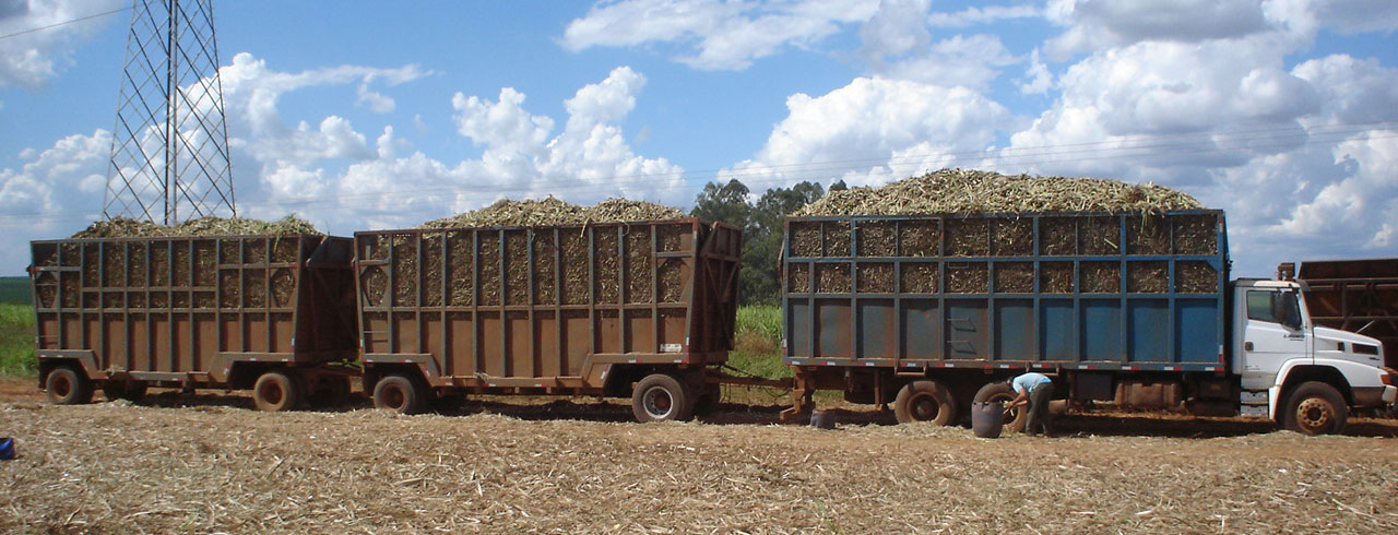 Photograph of a truck with a load of sugarcane stem pieces pulling two additional trailers full of sugarcane stem pieces.