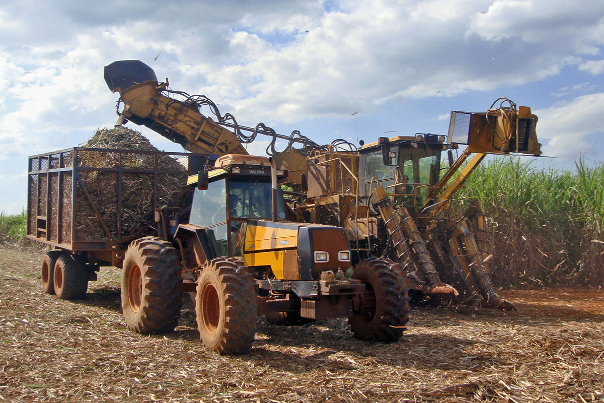 Photograph of machines harvesting sugarcane in Sao Paulo, Brazil. The photo shows a yellow sugarcane harvester with a chute extended over a trailer pulled by a tractor. The shoot expels pieces of sugarcane stem into the trailer. The trailer in the photo is piled high with pieces of sugarcane stems.