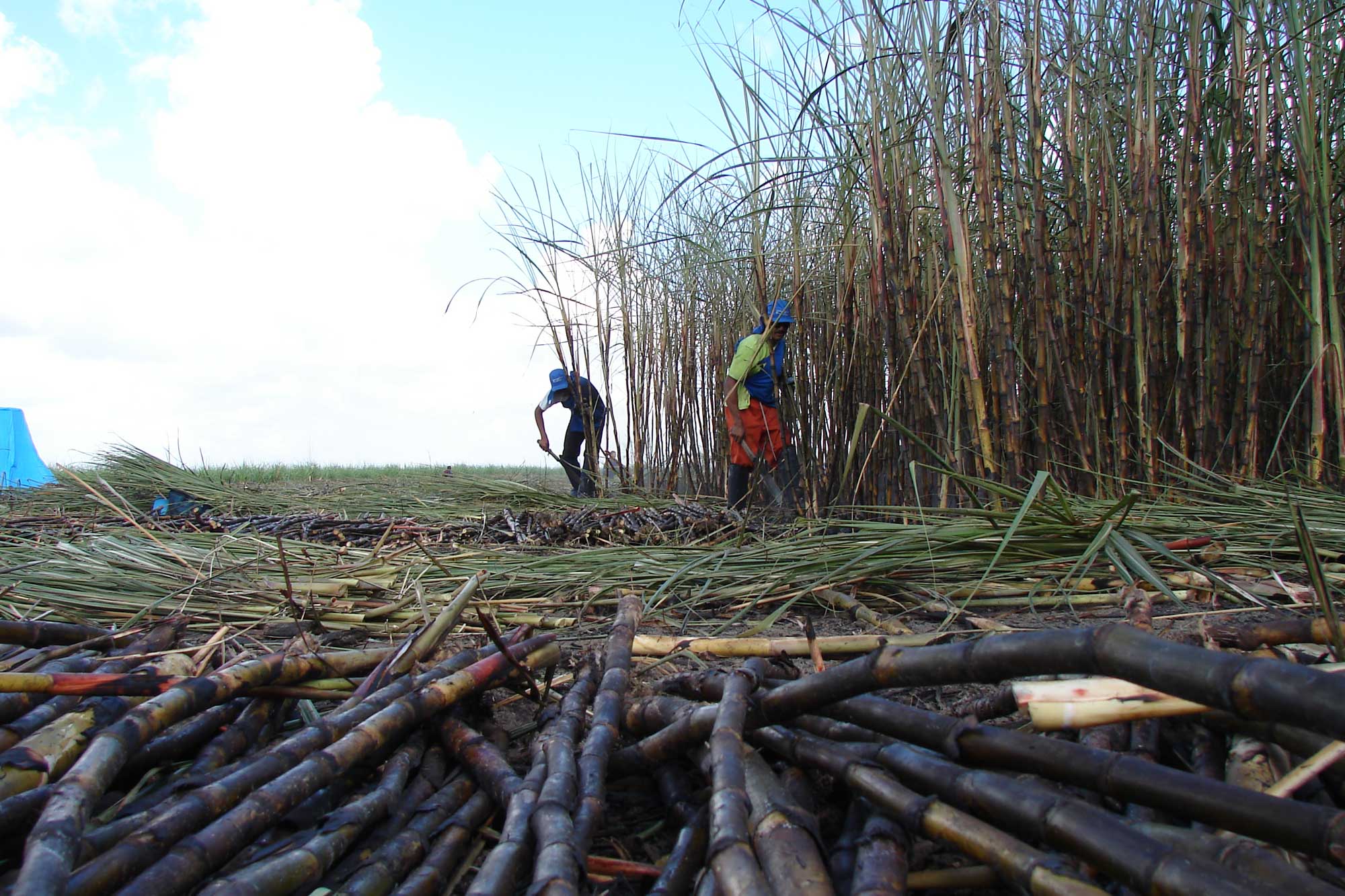 Photograph of sugarcane harvesters cutting sugarcane after it has been burnt. Two men are cutting sugarcane by hand. On is bending down with a large knife to cut the upright stalks. The other man is walking near the standing cane. In the foreground, burnt sugarcane stalks can be seen.