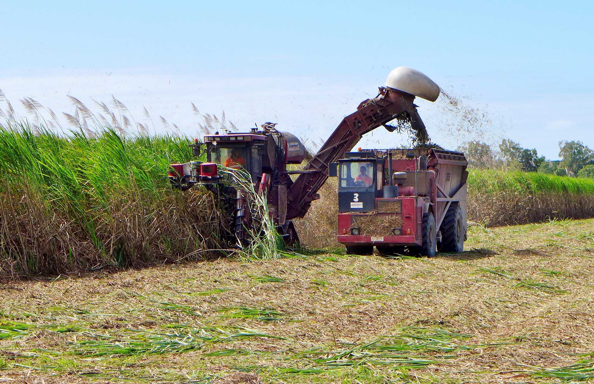 Photograph of a sugarcane harvester harvesting sugarcane in the field. The harvester is a red machine that has attachments for cutting sugarcane on the front and a chute that spews out sugarcane on one side. The sugarcane, which is cut into pieces, is loaded into a truck using the chute.