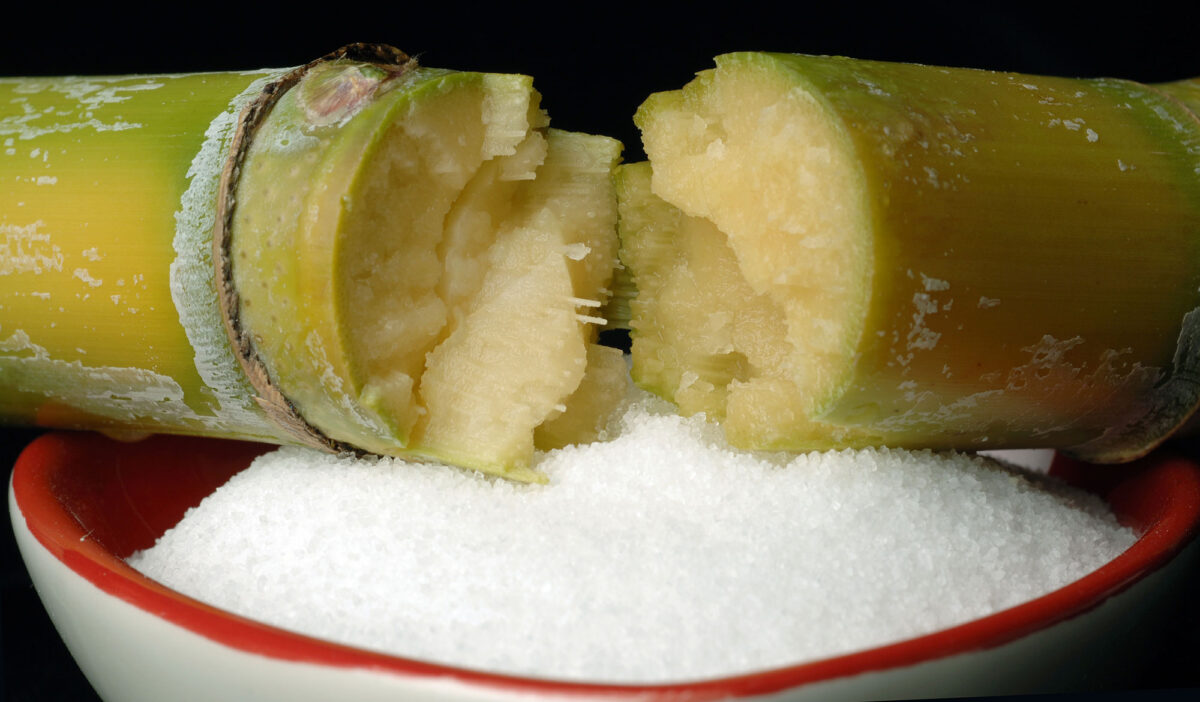 Photograph of a bowl of while sugar with a broken sugarcane stalk resting on it.