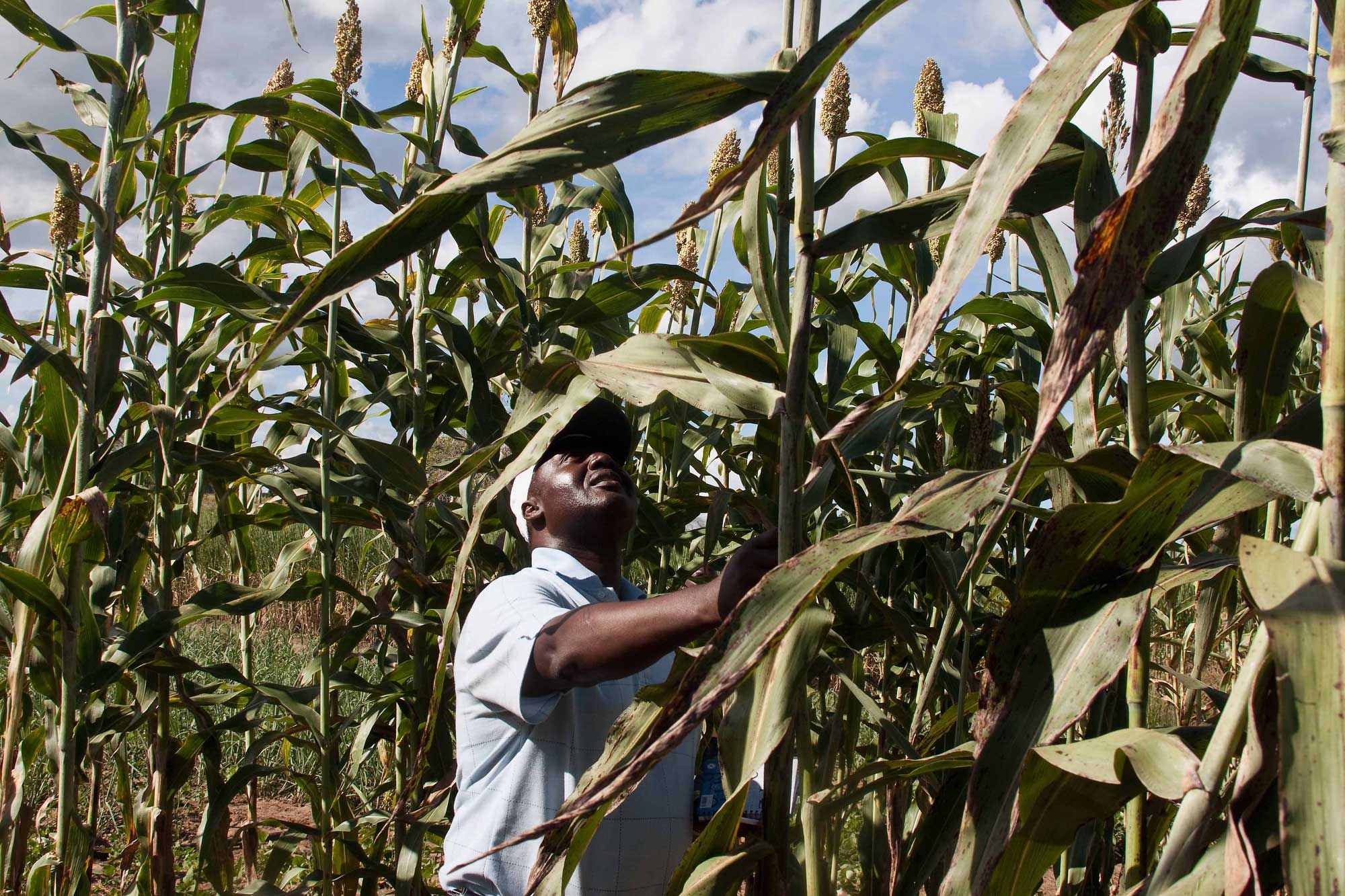 Photograph showing a man inspecting plants in a field of sweet sorghum in Mozambique.