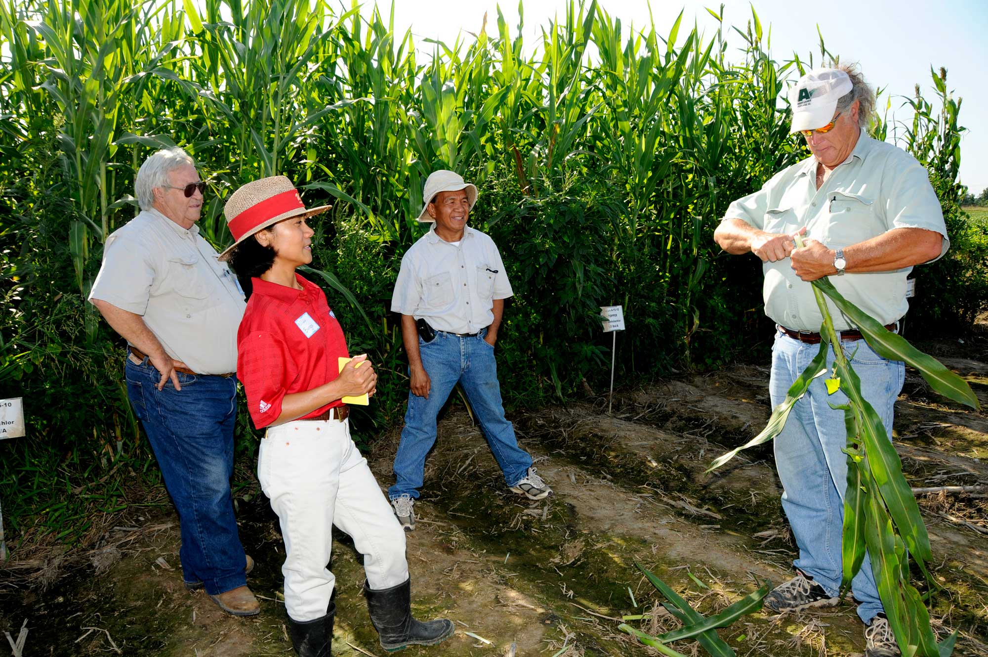 Photograph of four people standing in front of a field of sweet sorghum. Three of the people watch as the forth person cuts a piece of sorghum stem.