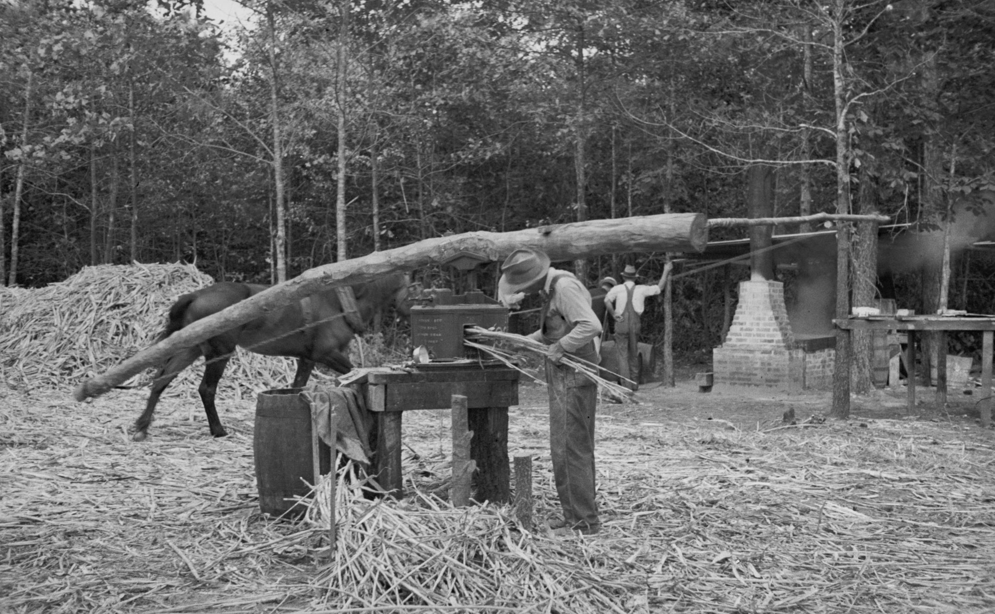 Black and white photograph of a man grinding sweet sorghum stalks to make sorghum syrup. The photo shows a man feeding sorghum stalks into a grinder. A pole is attached to the top of the grinder, and a horse attached to the opposite end of the pole is walking in a circle to operate the grinder.