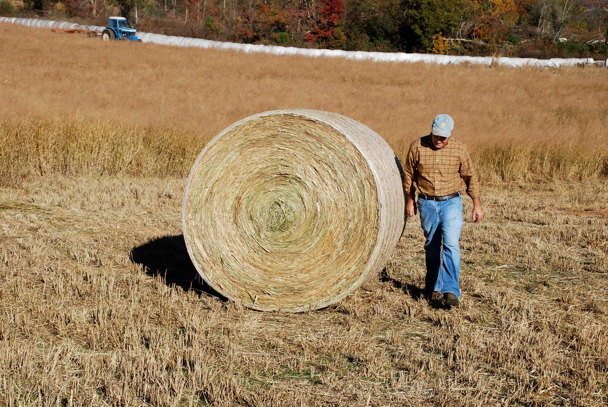 Photograph of a field of switchgrass that has been partially harvested. In the foreground, a man walks next to a round bale of yellowish switchgrass. In the background, a blue tractor can be seen cutting switchgrass.