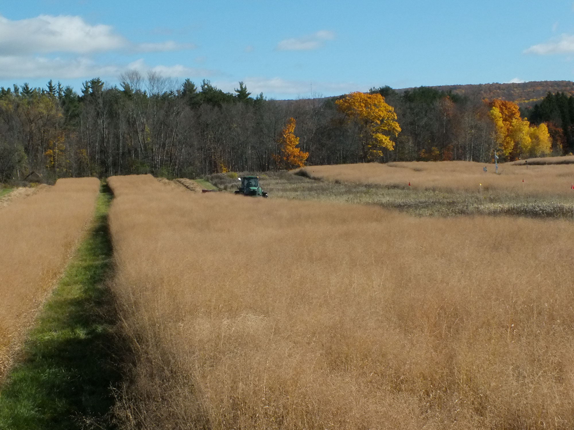 Photograph of a tractor moving switchgrass in a field tended by Cornell University in Ithaca, New York.