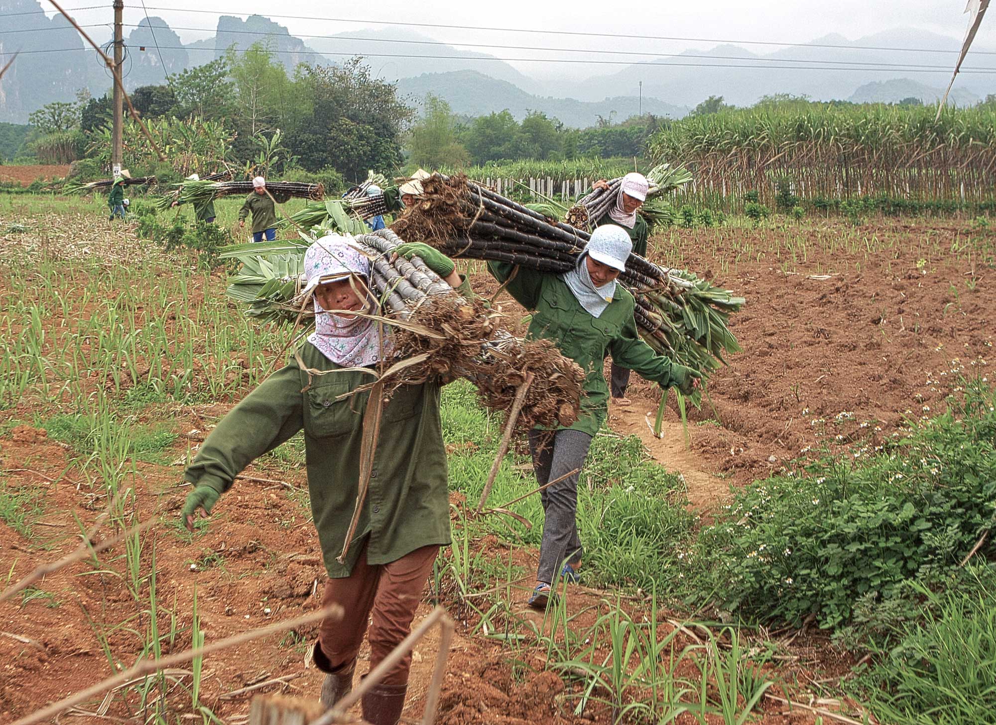 Photograph of women carrying bundles of harvest sugarcane in Vietnam. The photo shows women walking toward the camera in a line. Each women has bundles of sugarcane perched on one shoulder, which she holds in place with her arm. The women are dressed in long pants, long-sleeved shirts, head coverings that also cover their necks, and gloves.