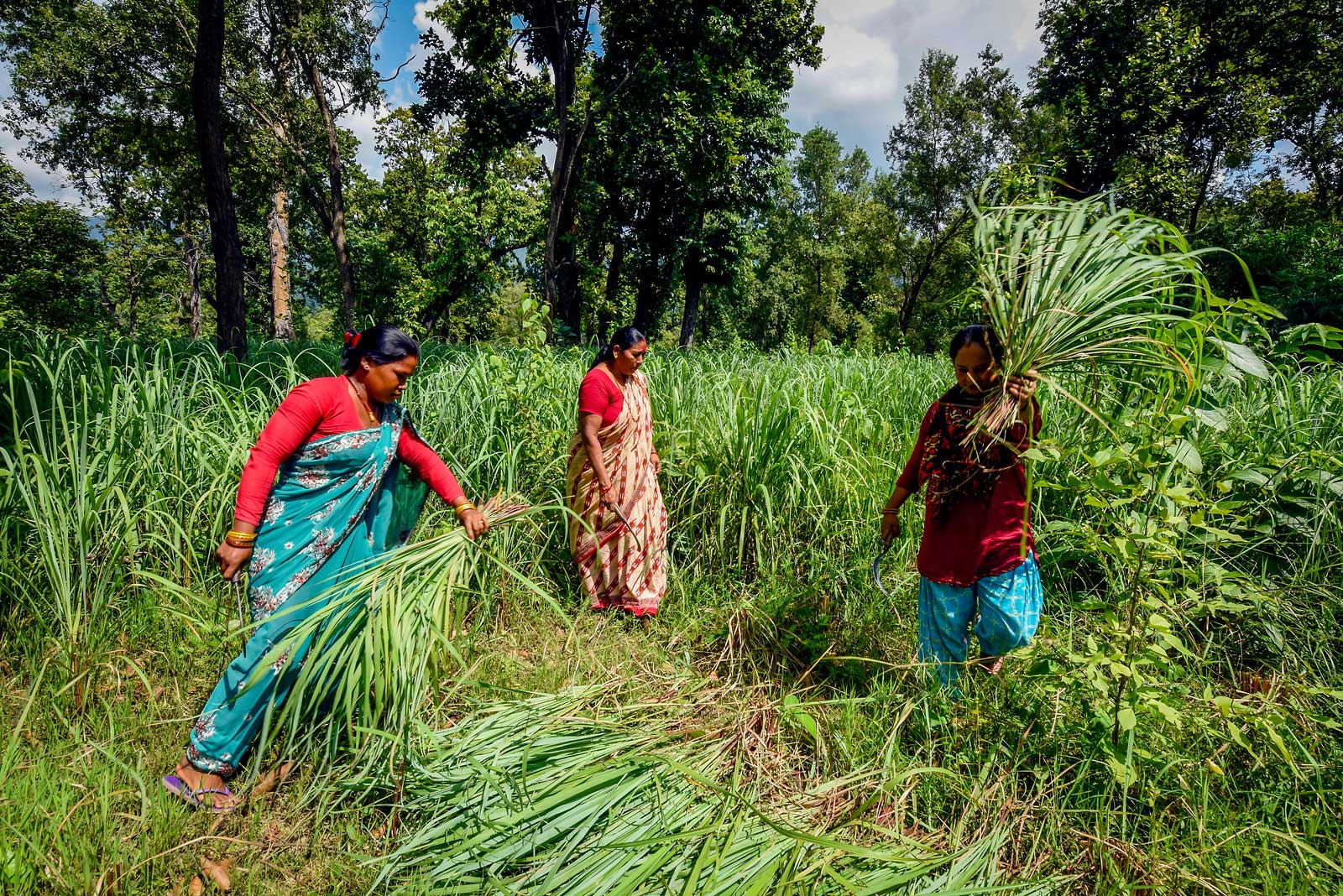 Photograph of women harvesting lemongrass in Nepal. The photo shows three women in a field of long grass. One women is walking with a tool in her hand, and two are holding bunches of lemongrass, which the are preparing to place in a pile on the ground.