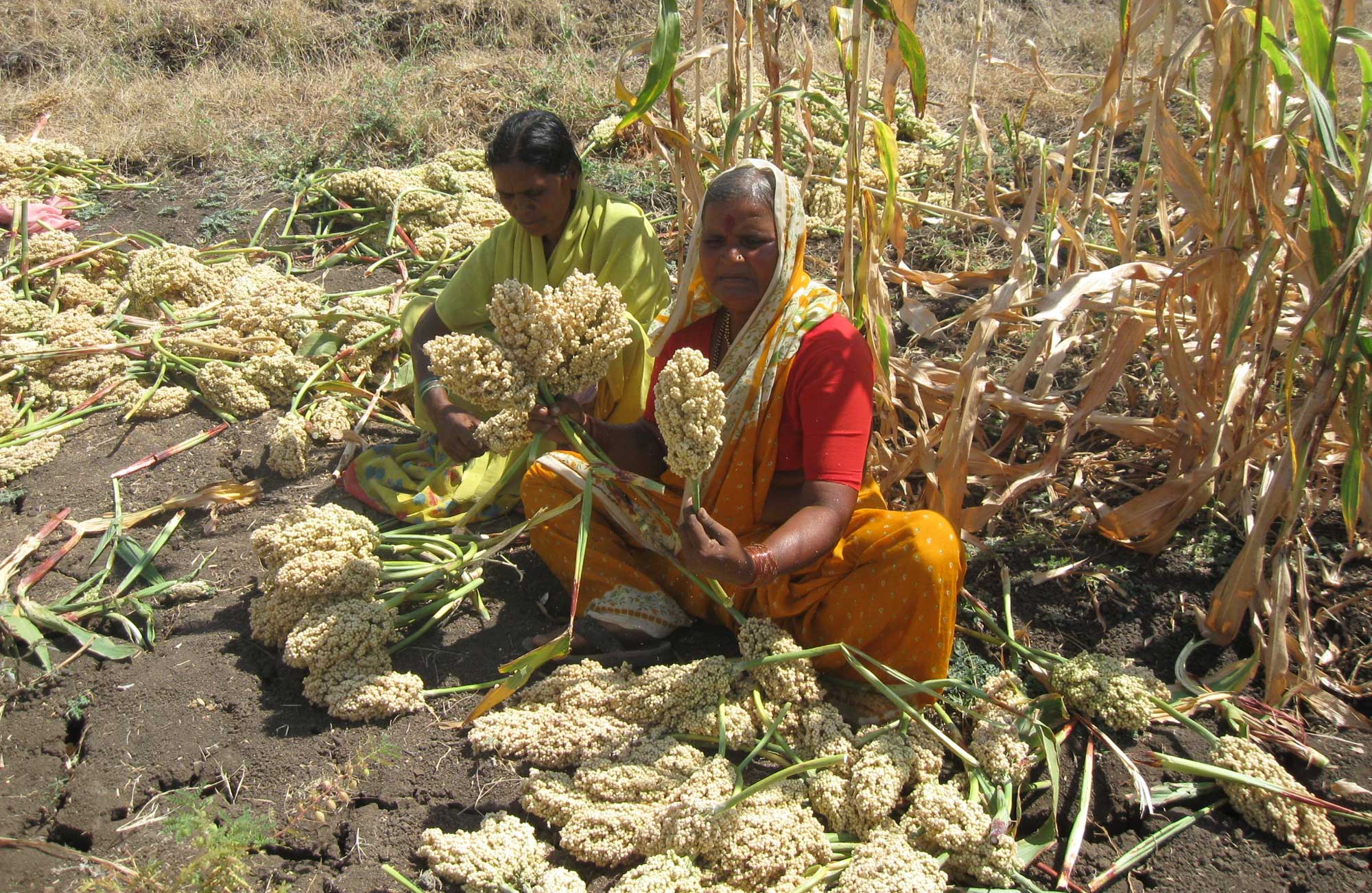 Photograph of two women sitting near sorghum plants and inspecting harvested ears of sorghum. The photo shows two women in traditional Indian dress sitting near one another among ears of sorghum with white kernels. The nearer woman is holding up ears in both hands and appears to be looking at them. A bundle of ears is sitting on the ground in front of the women.