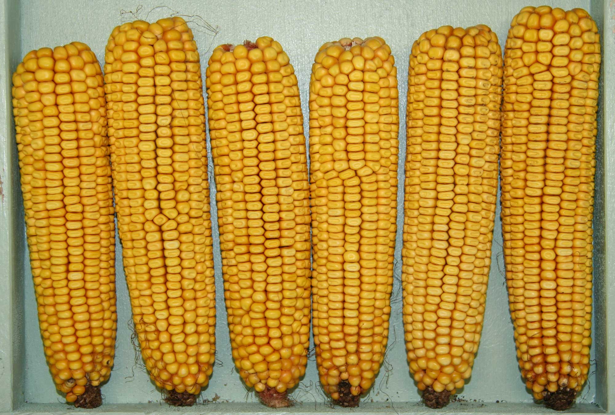 Photograph of ears of yellow dent corn. The photograph shows six ears of yellow dent corn lined up in a row, with their tips towards the base of the image. The kernels of the ears are yellow, the a dent in the tip of each kernel.