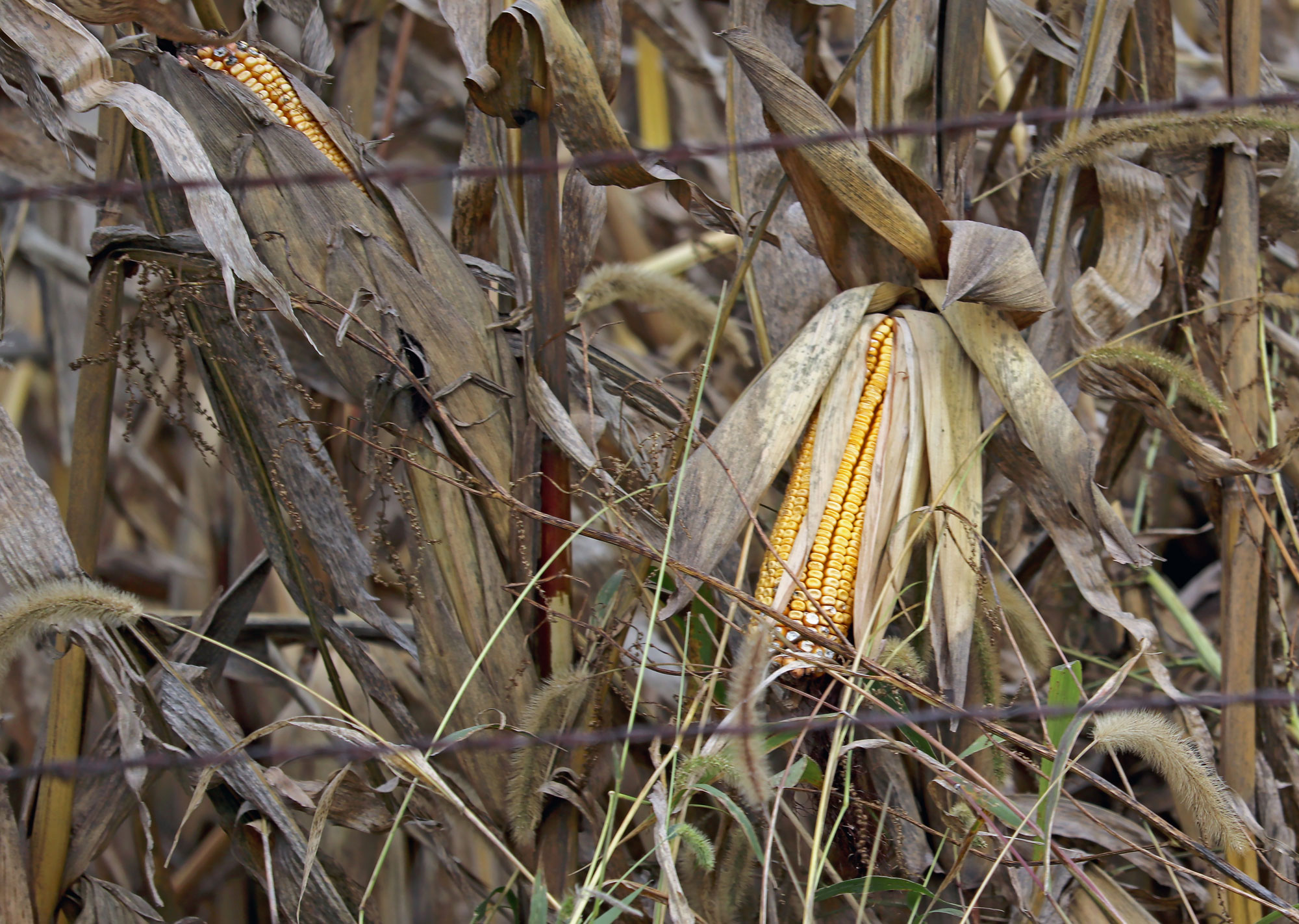 Close-up photograph of maize plants standing in a field. One of the plants nearest the camera has a ear of maize with the husk partially open, exposing the dented kernels.