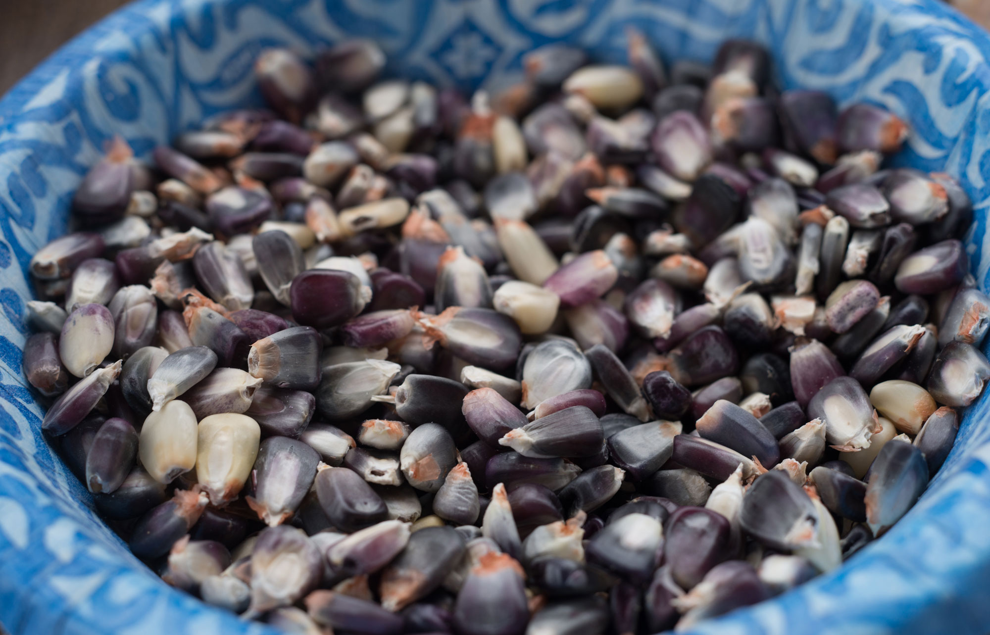 Photograph of Cherokee White Eagle maize kernels. The photo shows maize kernels in a blue-patterned bowl. The kernels are purple and white in color.