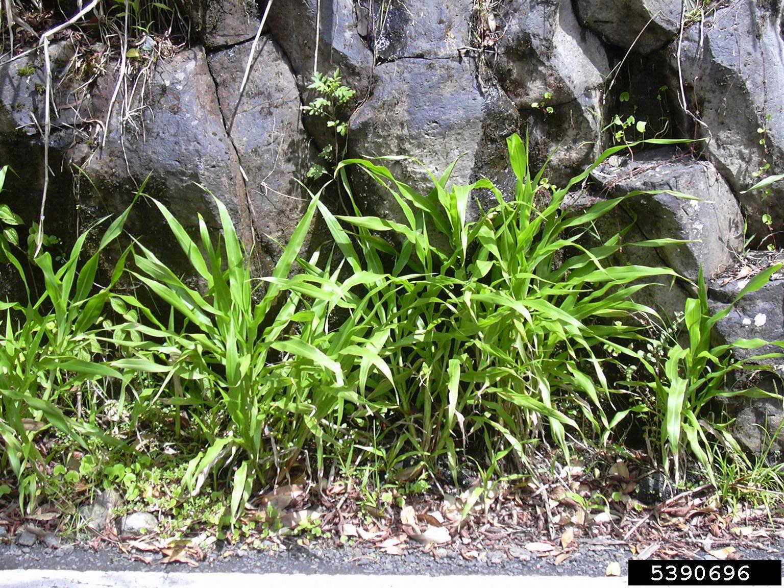 Photograph of adlay or Job's tears plants. The photo shows several plants with relatively wide green leaves in front of a gray rock face.