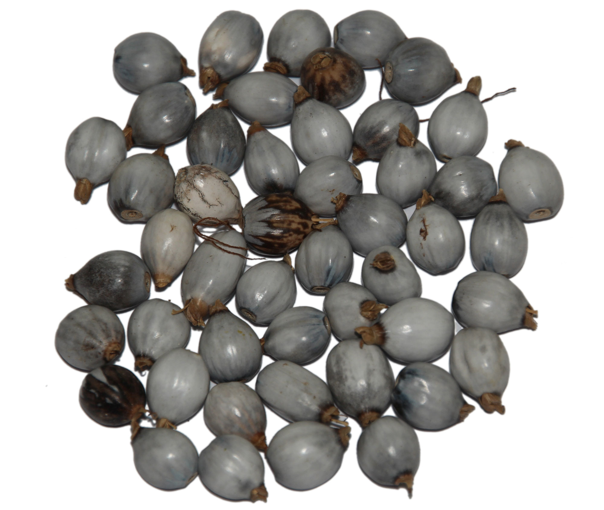 Photograph of adlay grains with utricles still covering them. The photograph shows a group of slightly ovoid blue-gray grains against a white background.