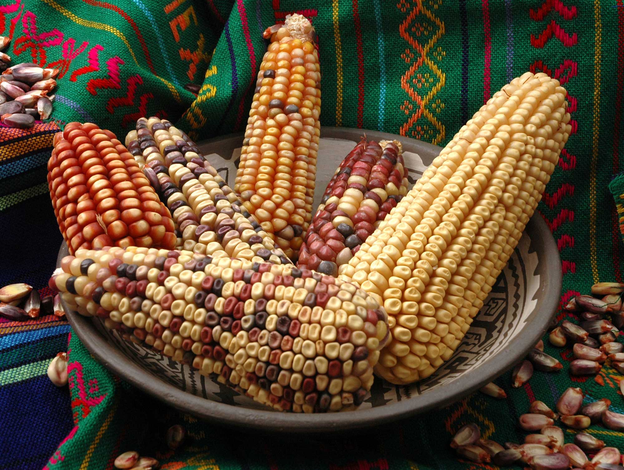 Photograph of ears of maize of the Conico Norteño landrace from Mexico. The photo shows six ears of maize in a bowl tha tis sitting on traditional textiles sprinkled with maize kernels. The ears are all different from one another, varying from light yellow, to orange, to multicolored.