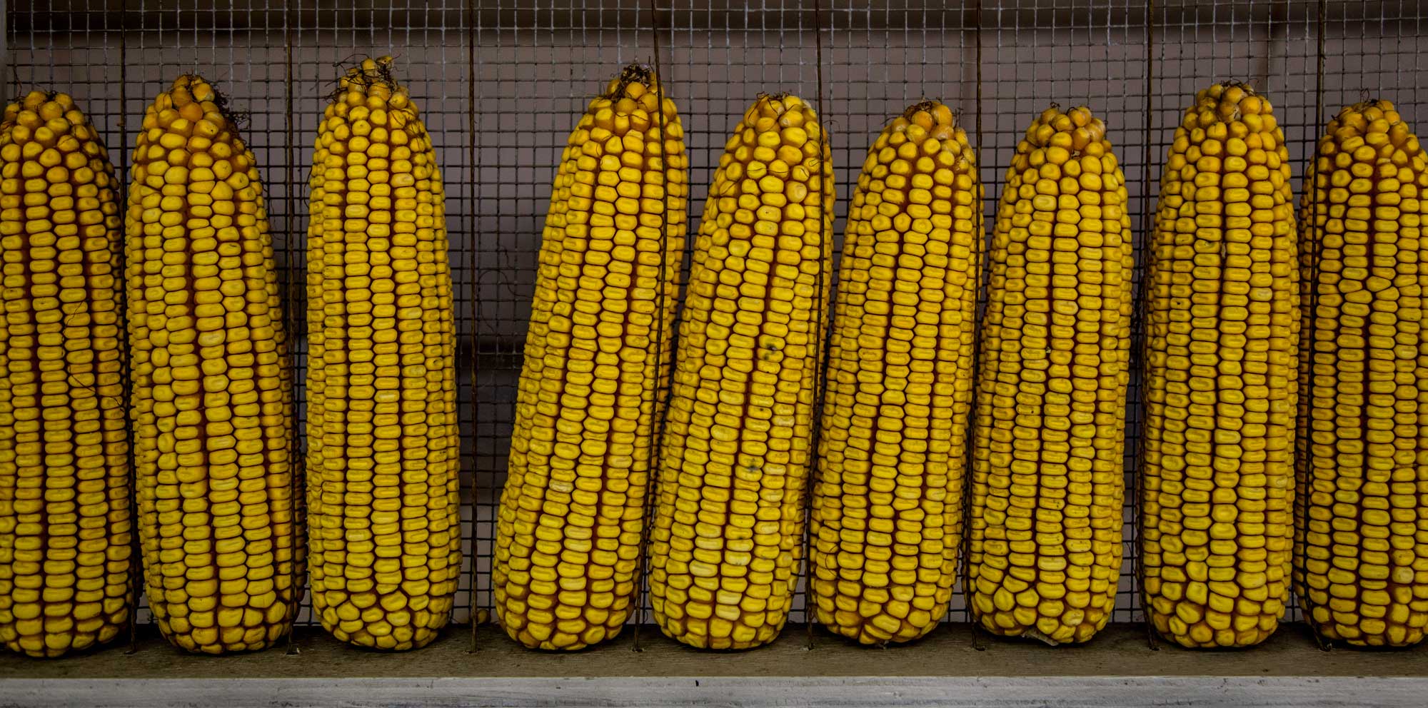 Photograph of ears of yellow dent corn. The photo shows a row of ears of yellow dent corn, with the tops of the ear pointed upward. Each kernel on each ear has a noticeable dent on its upper surface. 