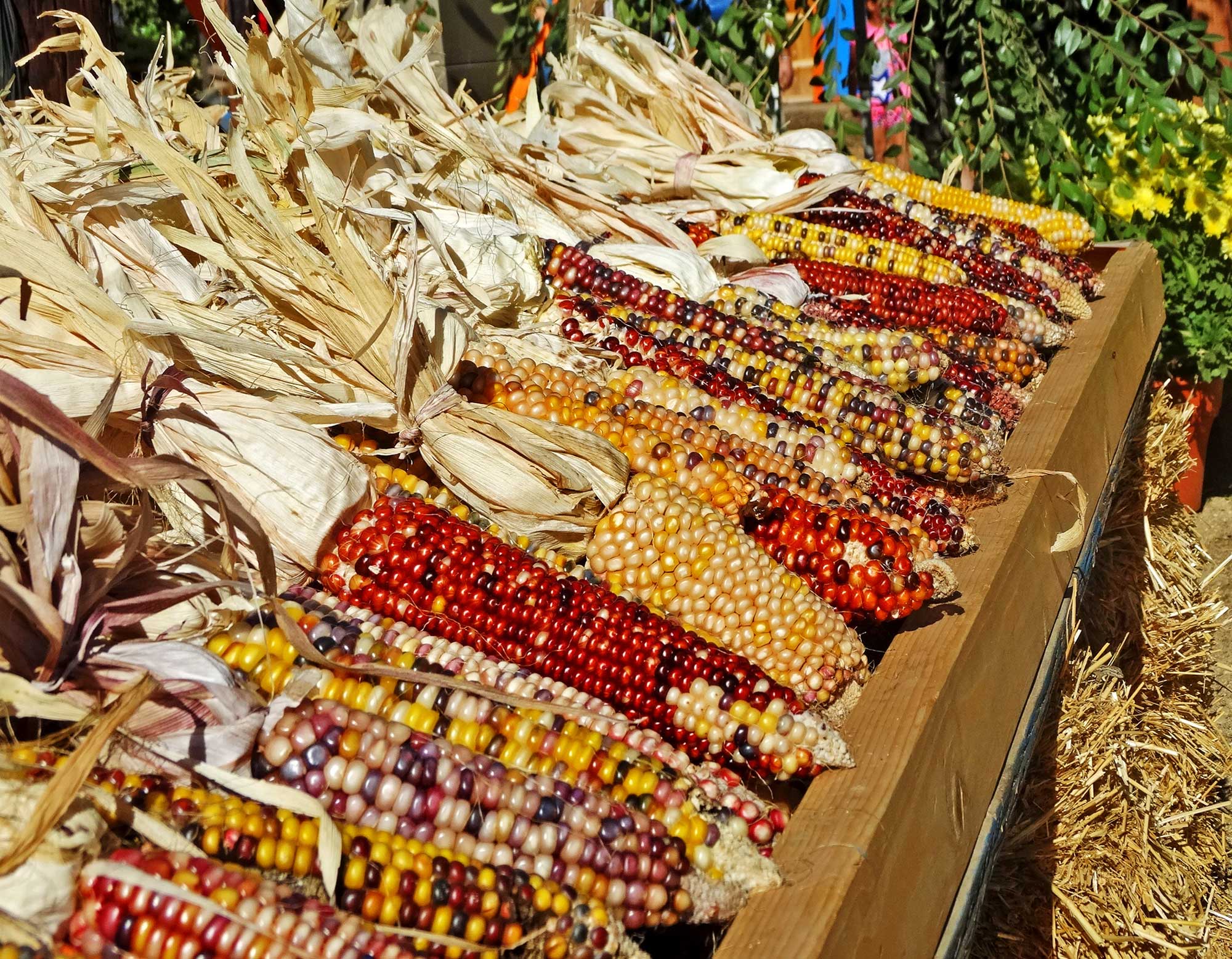 Photograph of flint corn ears lined up on a wooden display stand. The ears are mostly multicolored, ranging from red to yellow to tan.