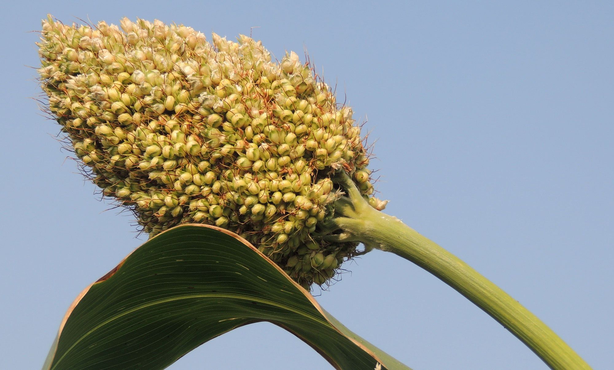 Photograph of the head of a sorghum plant with grain. The photo shows a large ovate head bearing small, greenish-white grains.