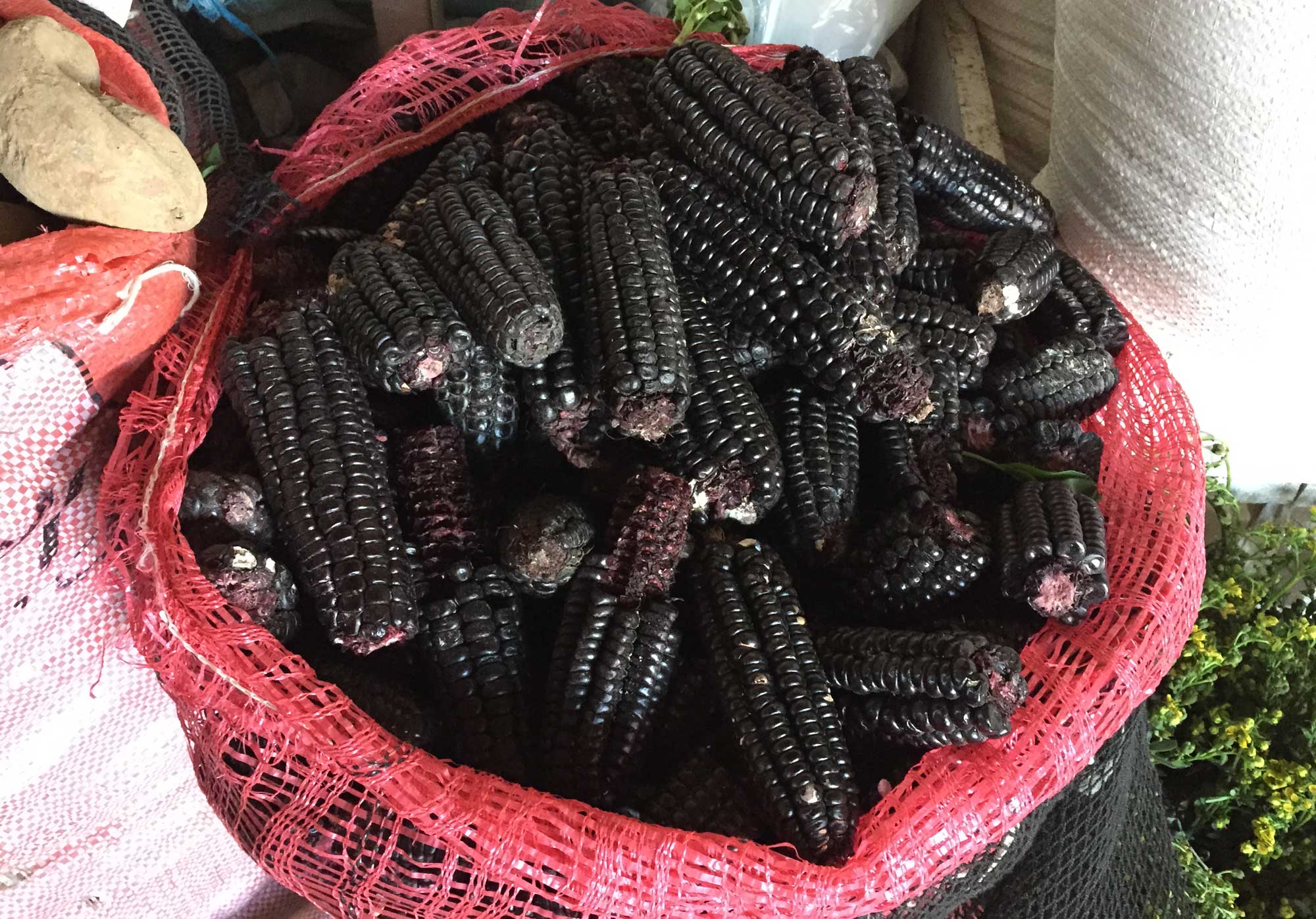 Photograph of maize morada from Peru. The photo shows ears of maize with nearly black kernels in a bag made of red plastic strands.