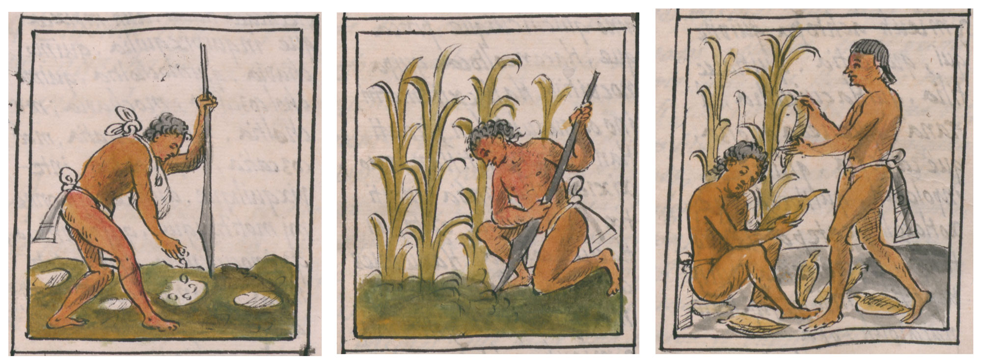 3-Panel image showing illustrations of men planting and tending to maize plants from the Florentine Codex, a book which dates to the 1500s. The first panel shows a man digging holes and planting kernels that he is carrying in a sack around his neck. The second panel shows a man tending to maize plants. The man is kneeling and digging the end of an elongated tool into the ground. The third panel shows two men harvesting ears of maize.