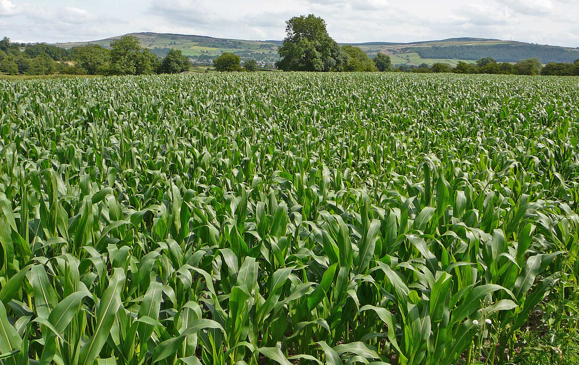 Photograph of maize plants growing in a cultivated field. The plants in the image do not yet have tassels, but are large enough that they obscure the ground.