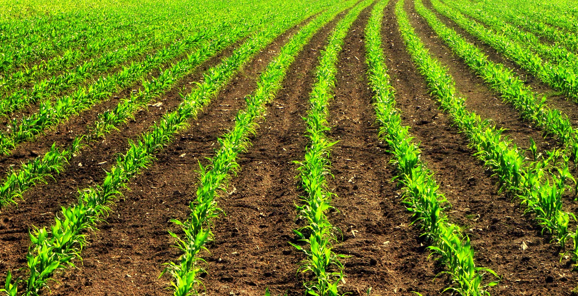 Photograph of young maize plants grows in rows in a cultivated field.
