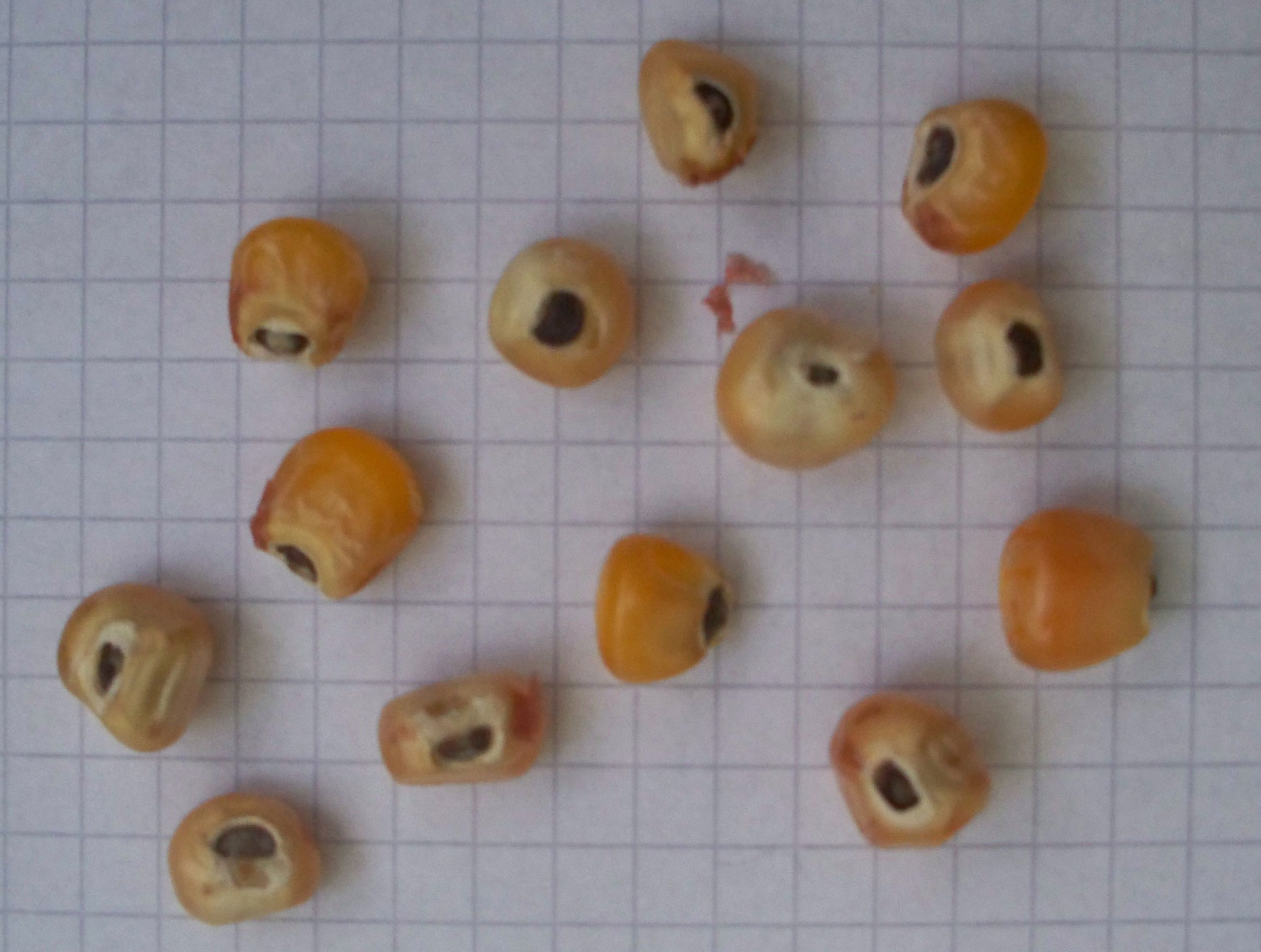 Photograph of physiologically mature maize kernels sitting an a piece of graph paper. The photo shows dark yellow kernels, each with a black spot at its base.