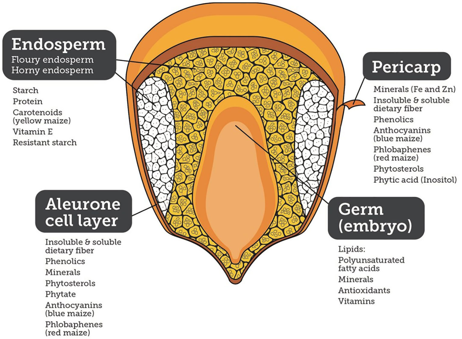 Simple digram of a maize kernel showing the major parts and their nutritional qualities. The parts labeled are endosperm, aleurone cell layer, pericarp, and germ (embryo). Among other things, the endosperm provides starch and protein, the aleurone layer provides fiber, the pericarp provides fiber and minerals, and the germ provides lipids. The endosperm includes both floury and horny or vitreous endosperm.