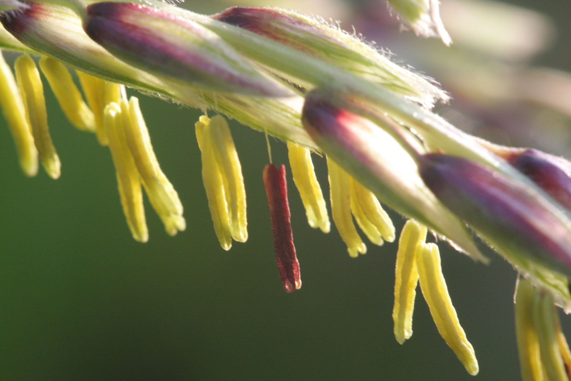 Photograph showing a close-up of male maize florets with yellow anthers dangling from them. One of the florets is reddish in color, indicating that it has probably released its pollen.