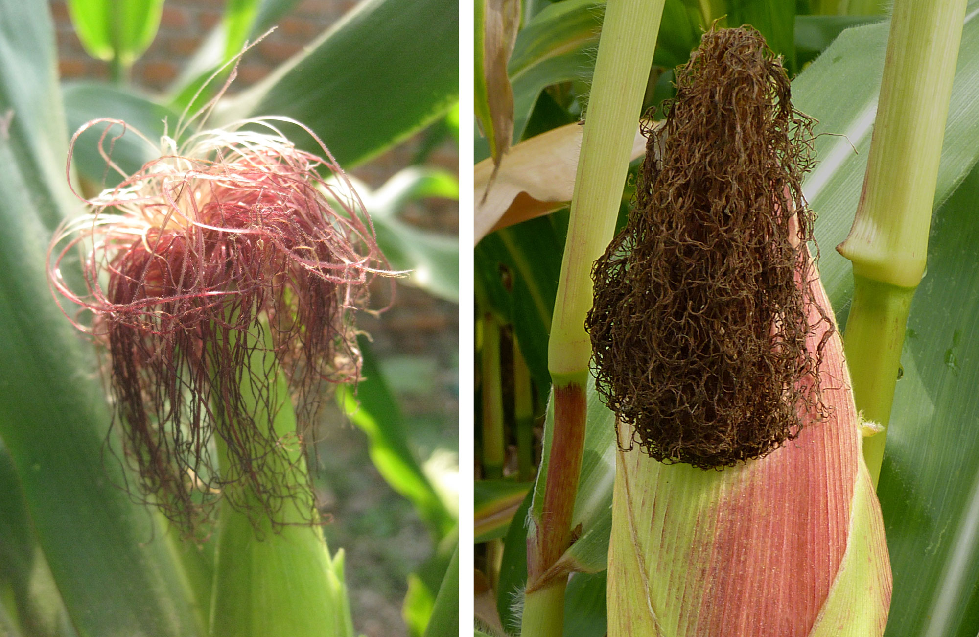 2-panel image showing photographs of maize silks. Panel 1: Photograph of the tip of an ear of maize with silks. About half of the silks are withered. Panel 2. Photograph of the tip of an ear of maize with silks. All of the silks are withered and brown.