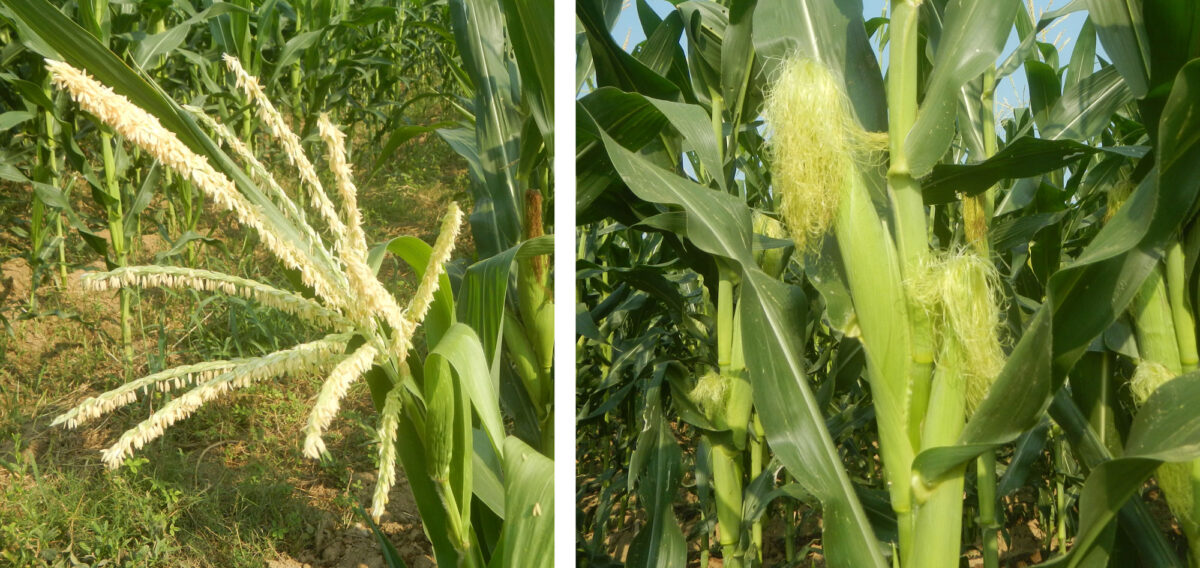 2-panel image showing photographs of maize reproductive structures. Panel 1: Photograph of a branched maize tassel with anthers dangling from the branches. Panel 2. Photograph of a plant showing two ears of maize, each with silks at the tip.