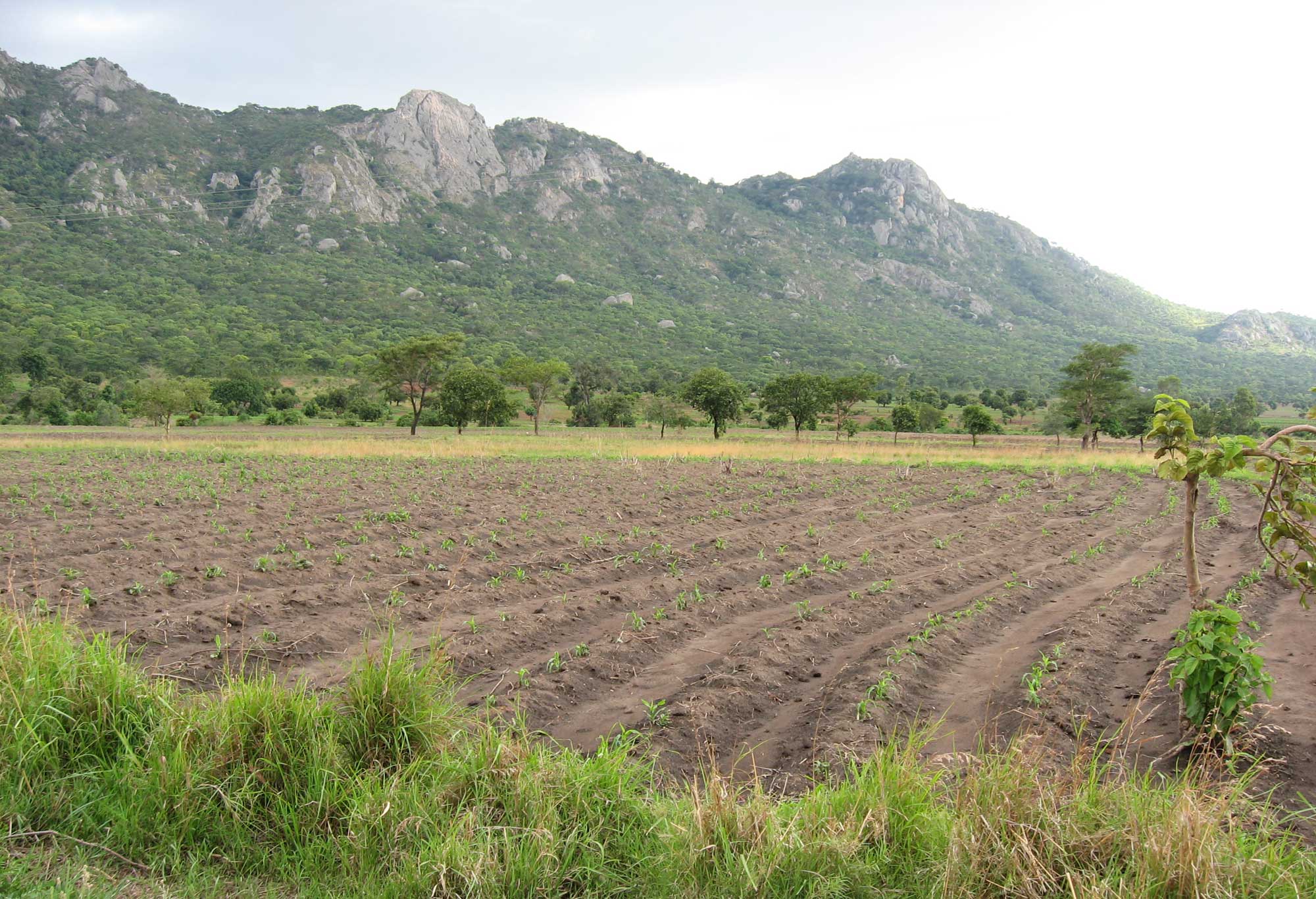 Photograph of young maize plants growing in rows in a cultivated field. The plants are barely visible on parallel ridges in the soil.