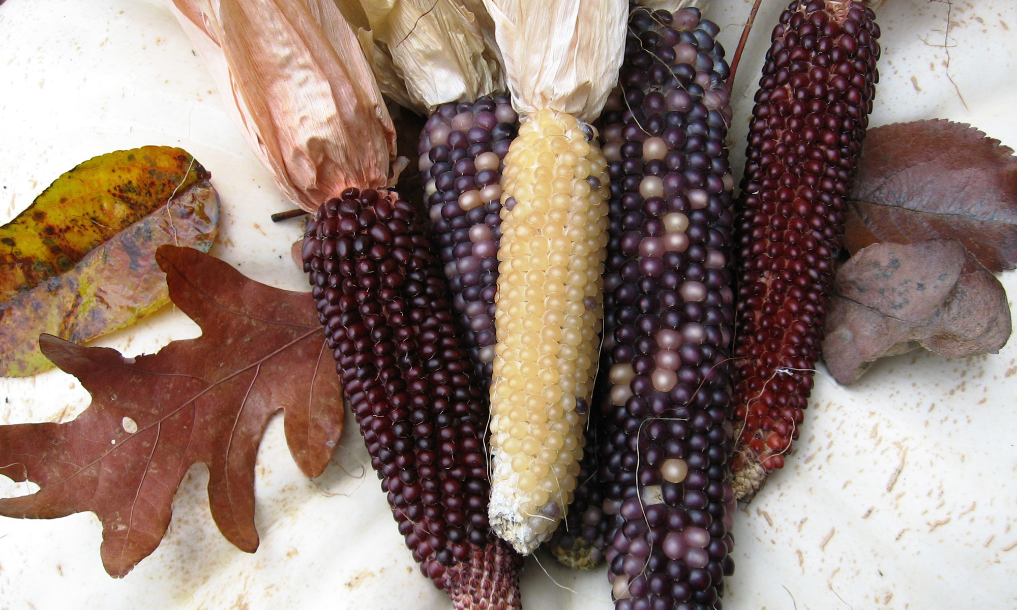 Photograph of ears of popcorn. The photo shows five ears of popcorn in different colors, two deep burgundy, two purple, and one light yellow.