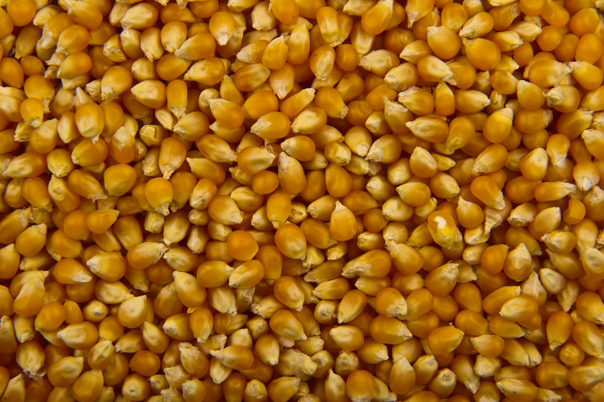 Photograph of kernels of unpopped popcorn. The photo shows numerous ovoid kernels that are dark yellow in color.