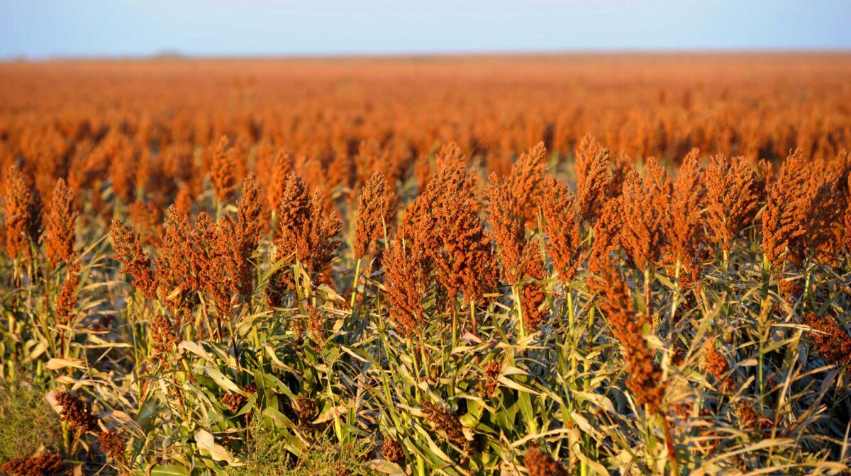 Photograph of a field of sorghum plants bearing panicles with reddish grain.