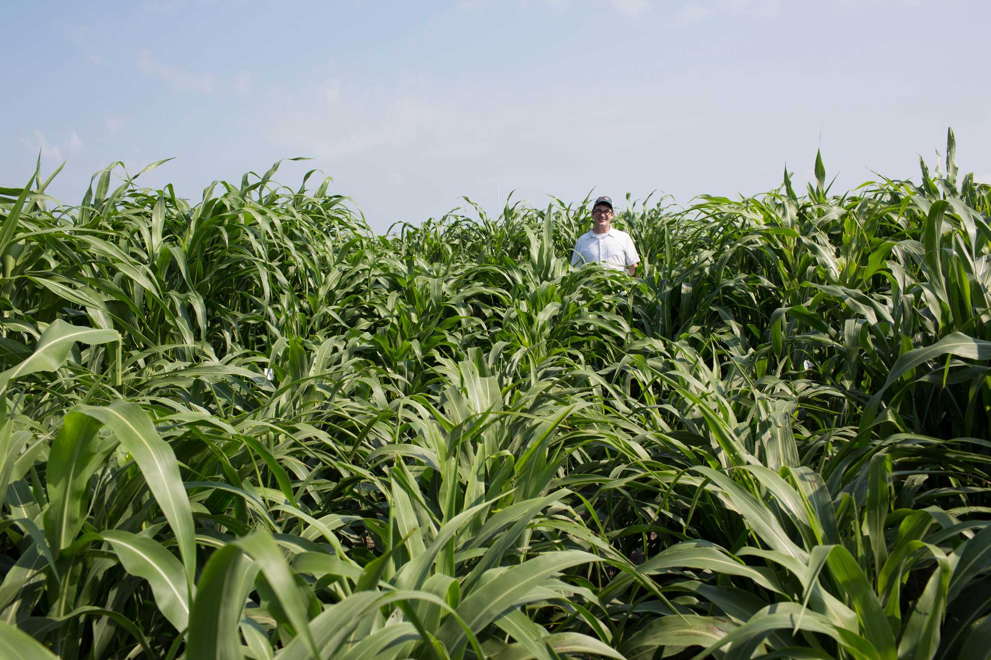 Photograph of a field with older sorghum plants that have not yet produced seed heads growing it it. The plants are nearly as tall as a man standing in the field. The plants in the image are a variety grown for biofuel rather than grain, so they are relatively tall compared to grain varieties.