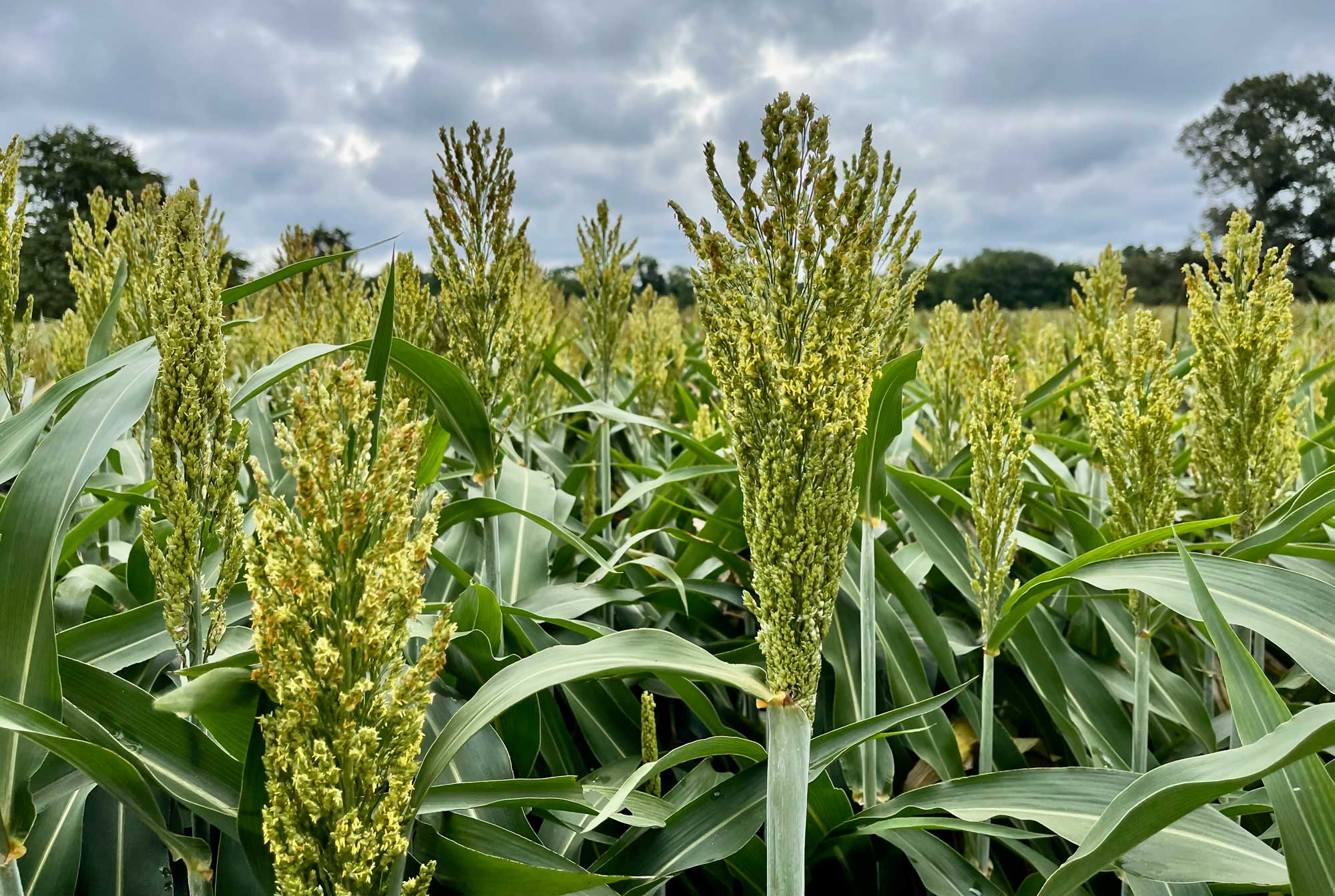 Photograph of sorghum plants in flower. The photo shows the heads of sorghum plants in the field, partially emerged from the flag leaves and partially in flower.