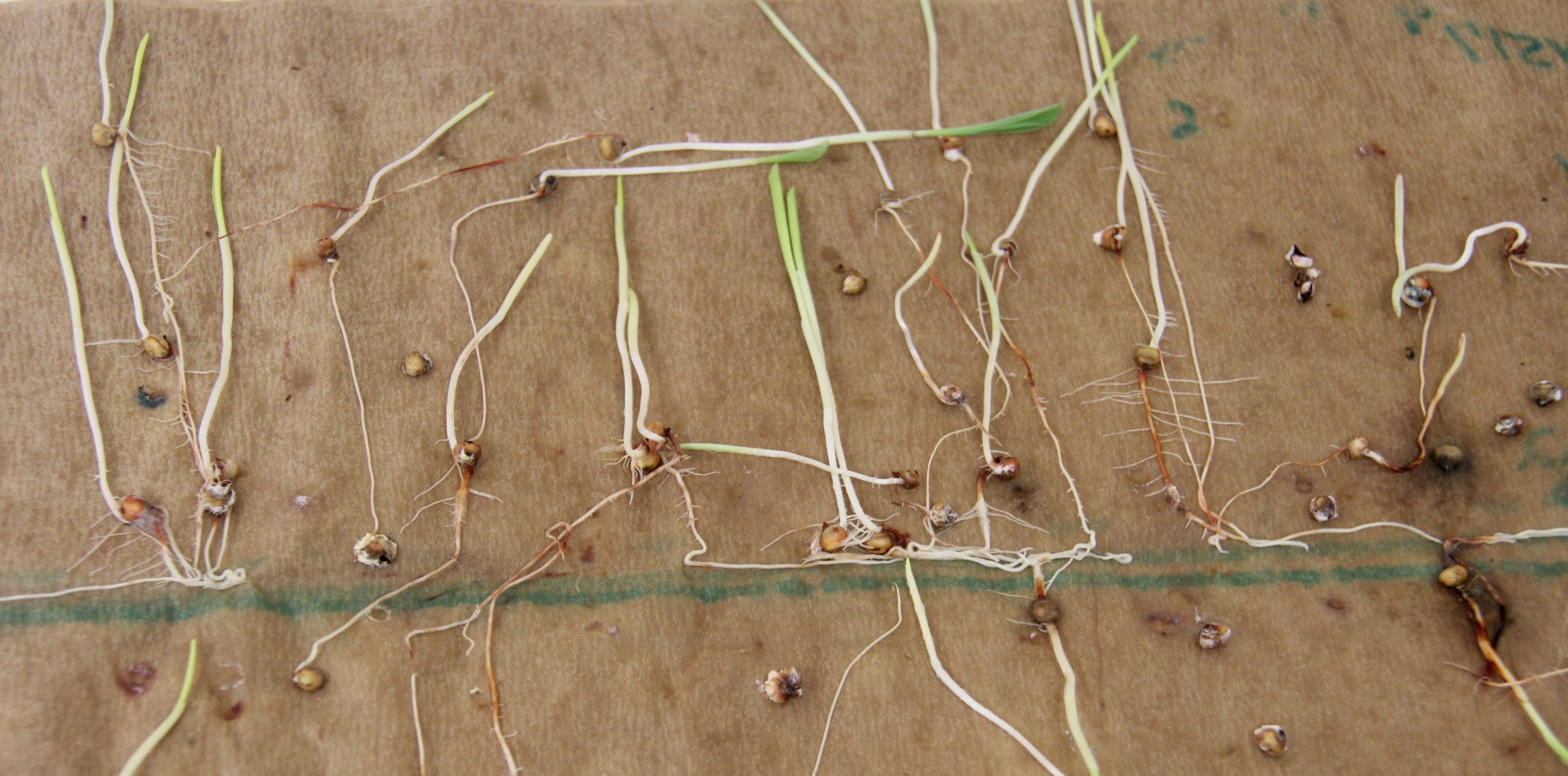 Photograph of germinated sorghum seeds resting on a wet paper towel. The photo shows multiple sorghum grains with radicles and seminal roots and elongated mesocotyls.