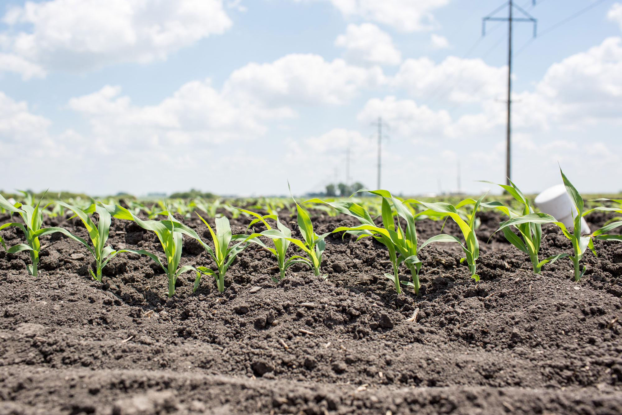 Photograph of a field with young sorghum plants just past the seedling stage growing in it.