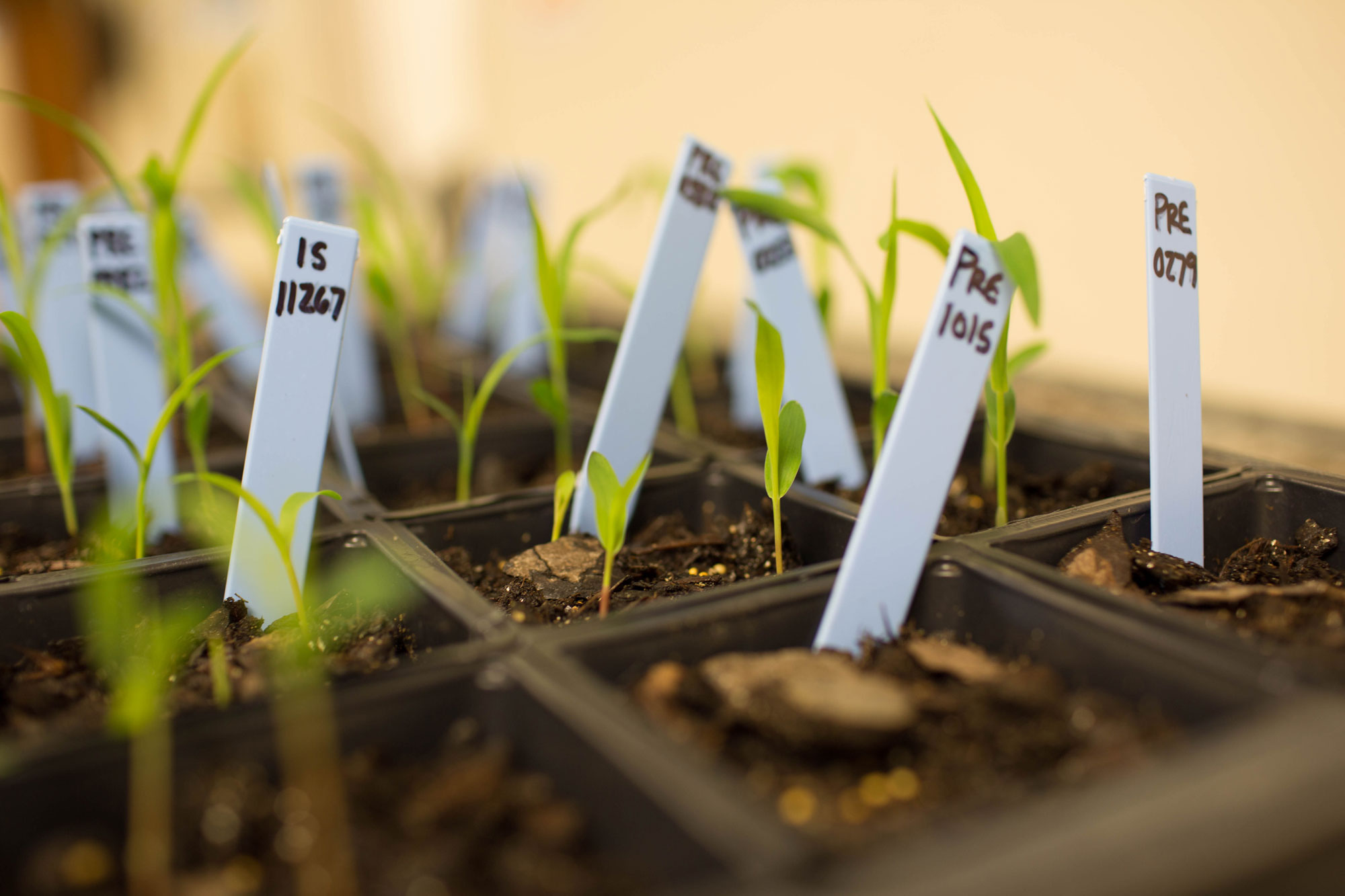 Photograph of sorghum seedling is small, square, plastic pots. Each seedling has a plastic maker with a label.