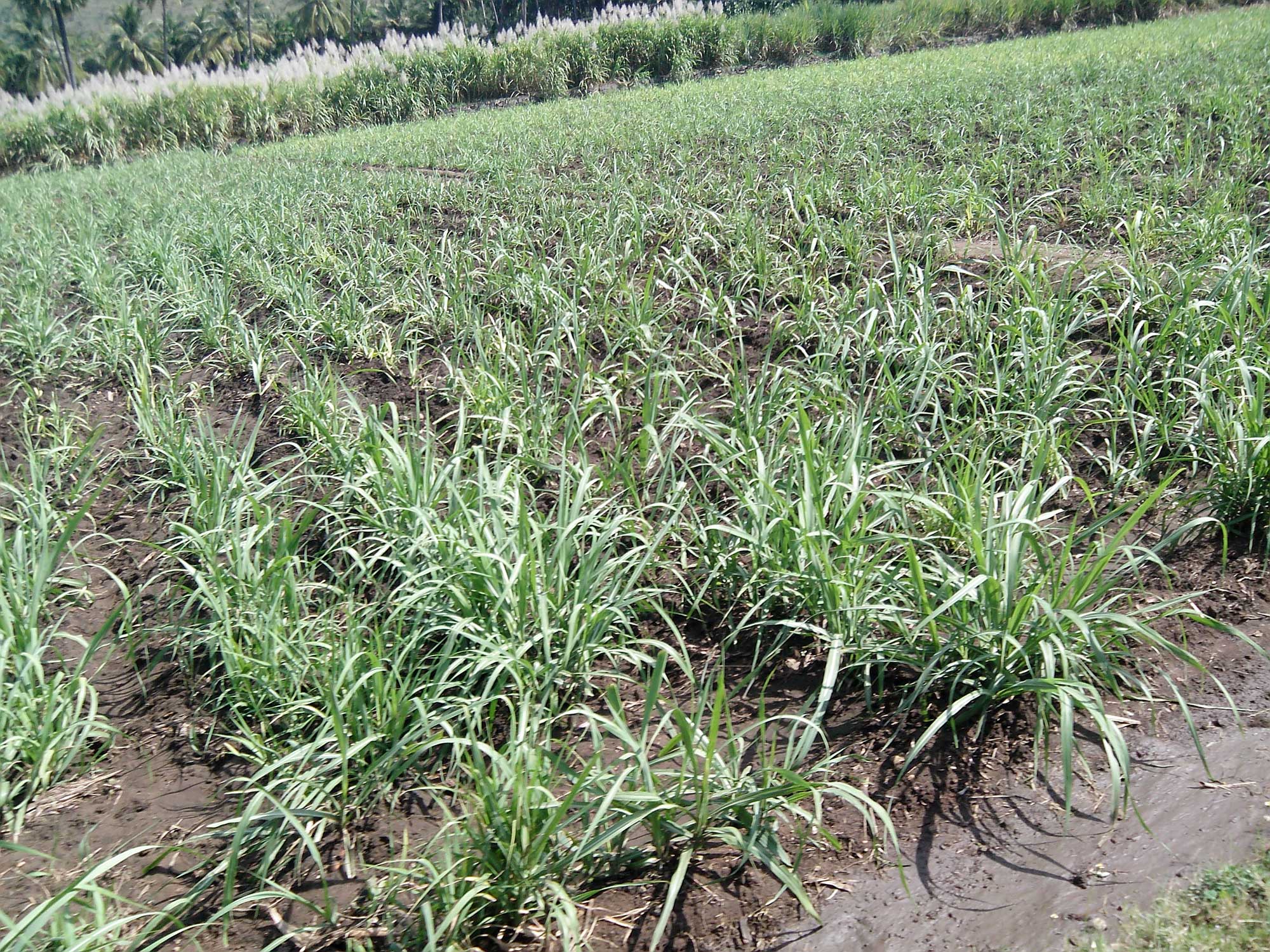 Photograph of a cultivated field with young sugarcane plants. The photo shows a muddy field with rows of young sugarcane plants. The plants look like clumps of elongated grass leaves.