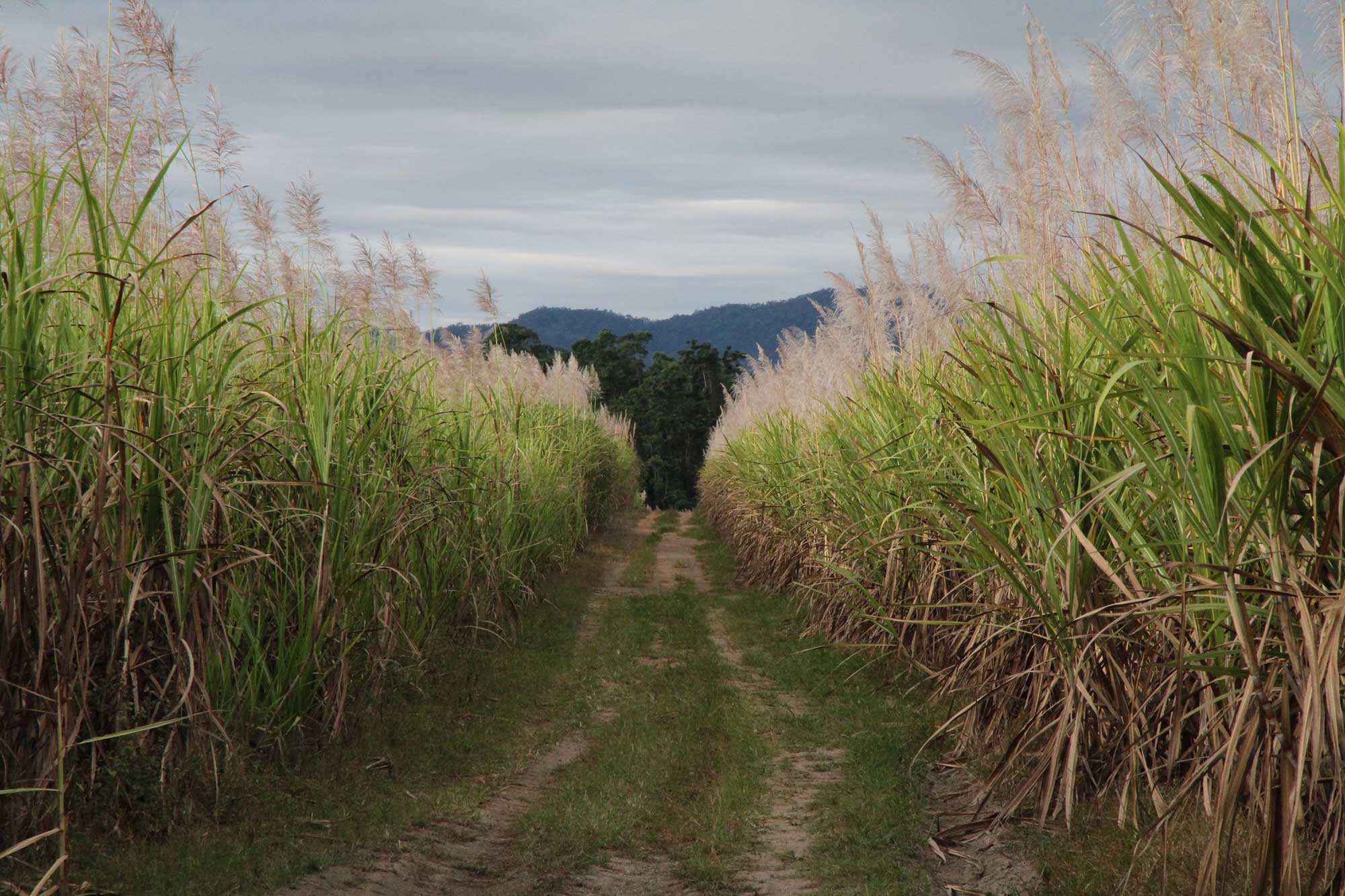 Photograph of a road running through a sugarcane field in Queensland, Australia. The photo shows a grass-and-dirt road running through two walls of cultivated sugarcane. The sugarcane plants in the photo are relatively mature and in flower.