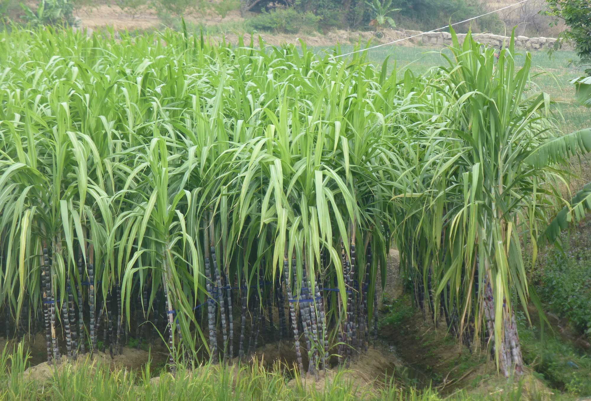 Photograph of a sugarcane patch in Fujian, China. The photo shows a small patch of tall sugarcane with purplish stems that have white banding at the nodes and elongated green leaves at the tops.