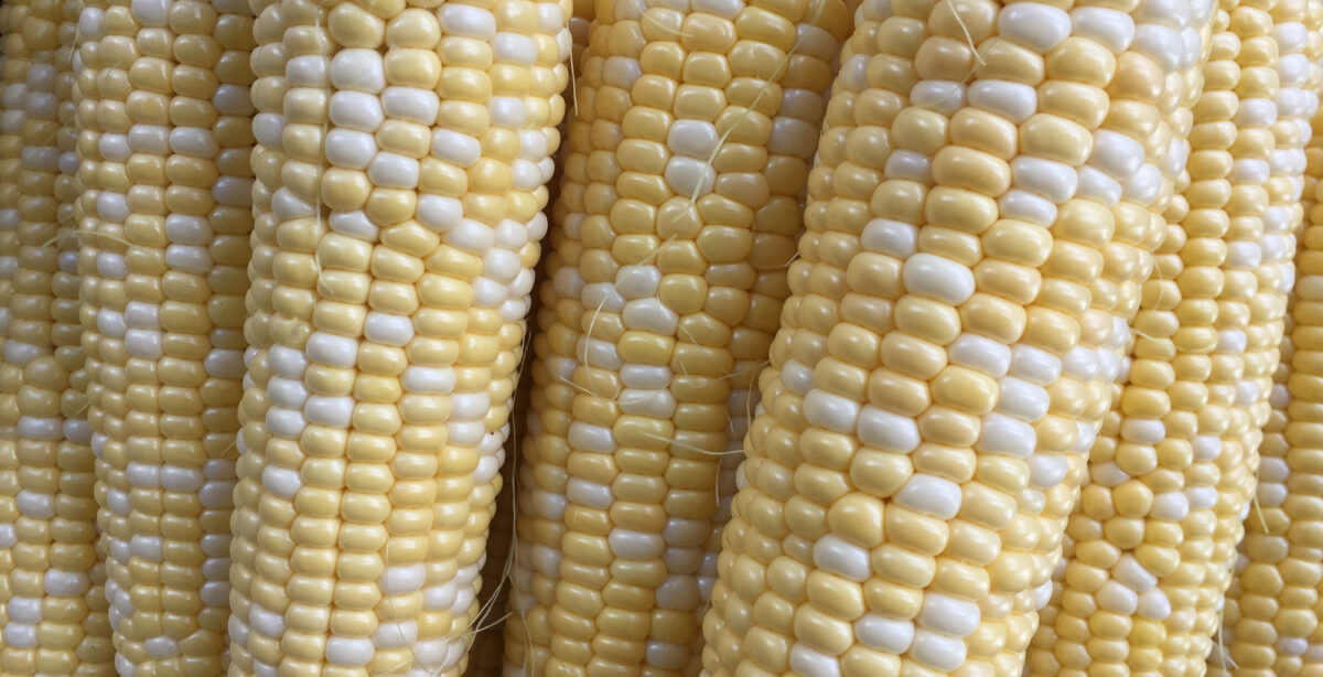 Photograph of husked ears of sweet corn. The photo shows a row of seven ears of corn lined up, with their tops and bottoms cropped out of the image. The kernels on the ears of corn are light yellow to white in color.